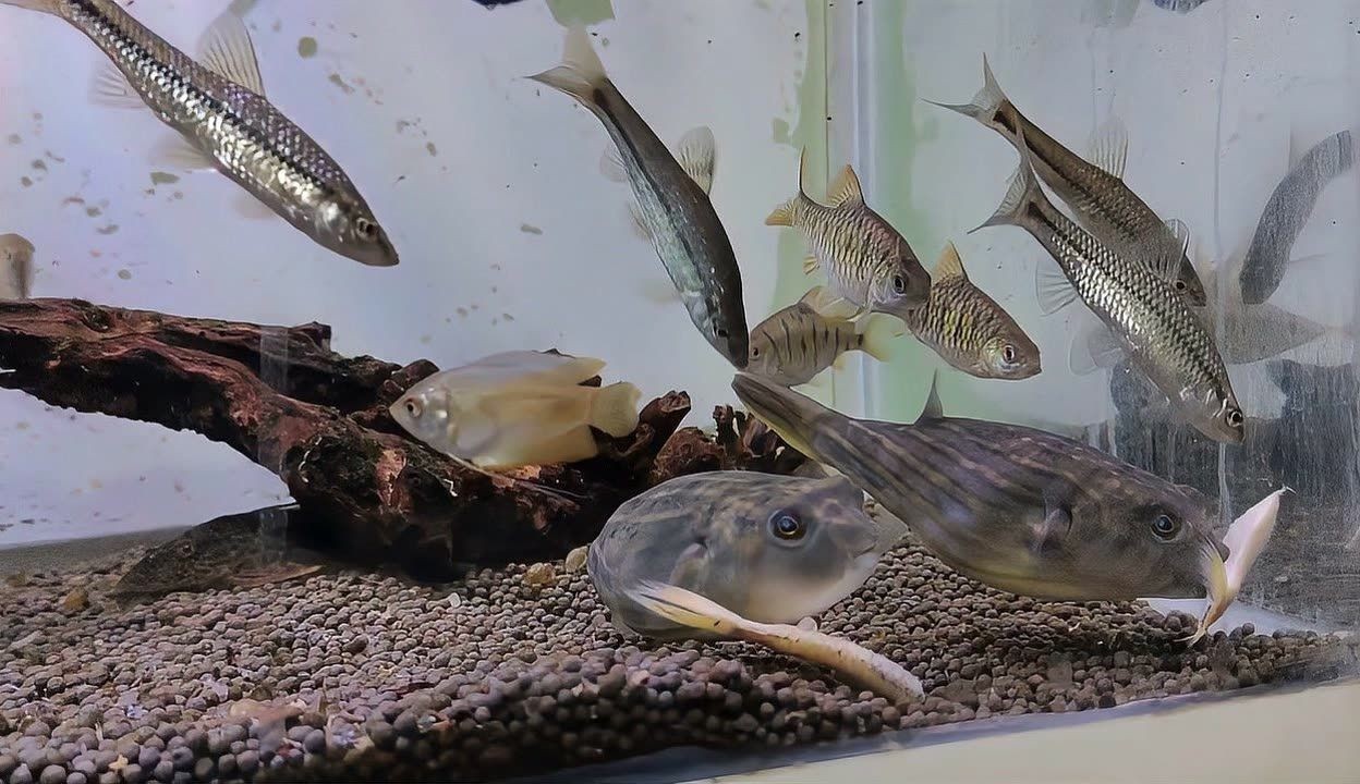 虎魚喂食視頻：關于虎魚喂食視頻的一些信息