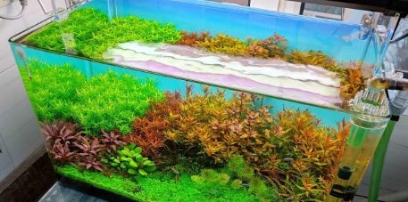 北方魚缸水草繁殖基地在哪個位置：北方水生植物種植基地