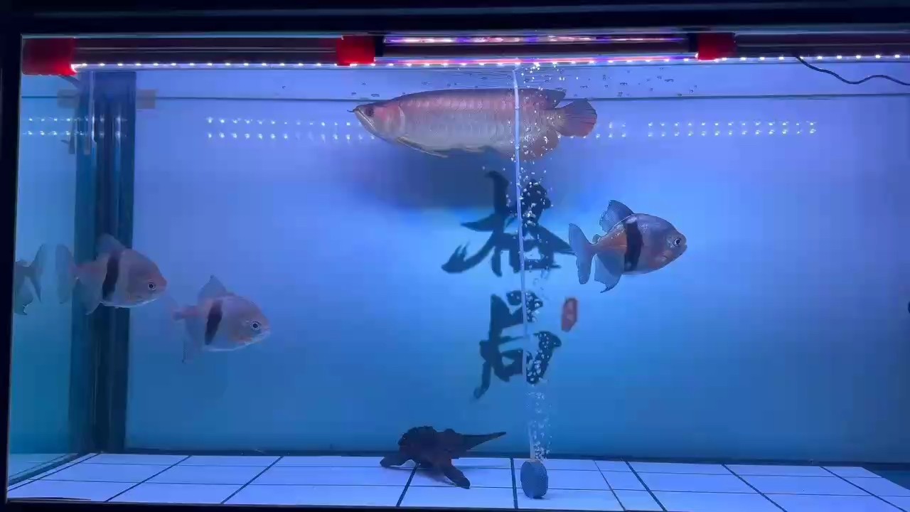 嗨 嗨 龍魚論壇