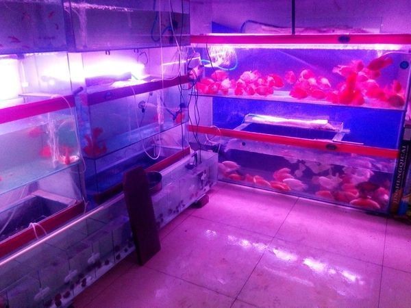 15毫米玻璃做多大魚缸：15毫米厚的玻璃可以用于制作一定尺寸的魚缸