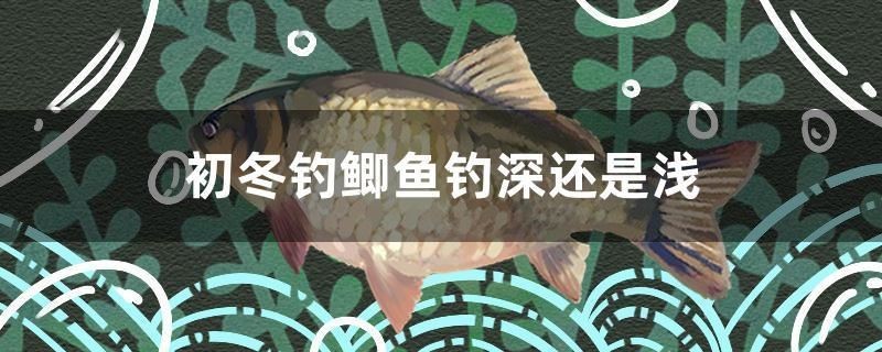 初冬釣鯽魚釣深還是淺
