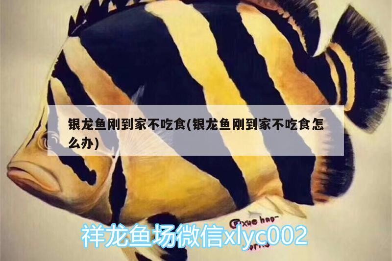 銀龍魚剛到家不吃食(銀龍魚剛到家不吃食怎么辦) 銀龍魚剛到家不吃食(銀龍魚剛到家不吃食怎么辦) 銀龍魚百科