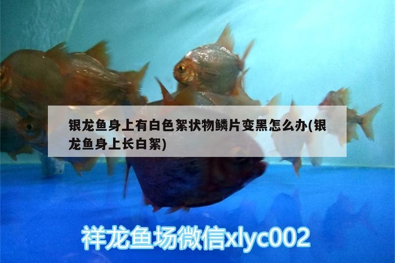 銀龍魚身上有白色絮狀物鱗片變黑怎么辦(銀龍魚身上長白絮) 銀龍魚身上有白色絮狀物鱗片變黑怎么辦(銀龍魚身上長白絮) 銀龍魚百科