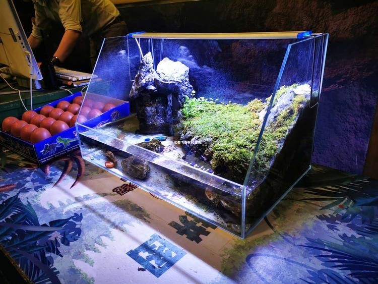 玻璃魚缸如何改烏龜缸的水：如何將玻璃魚缸改造成烏龜缸的換水方法