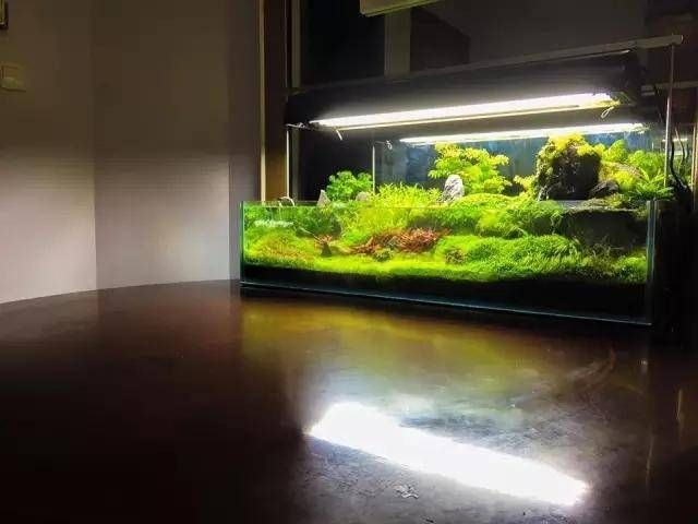 大魚(yú)缸改造成水草缸好嗎視頻：如何將一個(gè)大魚(yú)缸改造成水草缸 大魚(yú)缸改造成水草缸好嗎視頻：如何將一個(gè)大魚(yú)缸改造成水草缸 魚(yú)缸百科 第1張