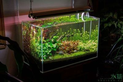 大魚(yú)缸改造成水草缸好嗎視頻：如何將一個(gè)大魚(yú)缸改造成水草缸 大魚(yú)缸改造成水草缸好嗎視頻：如何將一個(gè)大魚(yú)缸改造成水草缸 魚(yú)缸百科 第4張