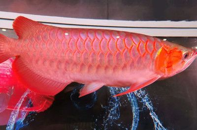 紅龍魚一年能長多大的魚：紅龍魚一年可以長15-20厘米的小魚苗長到30厘米左右 紅龍魚一年能長多大的魚：紅龍魚一年可以長15-20厘米的小魚苗長到30厘米左右 紅龍魚百科 第5張