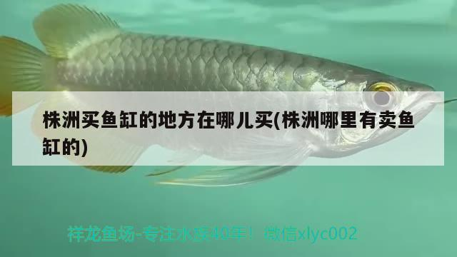 株洲買魚缸的地方在哪兒買(株洲哪里有賣魚缸的)