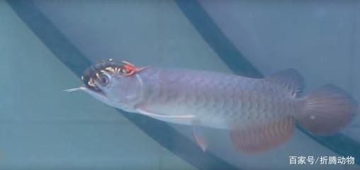 紅龍魚頭上長泡怎么回事：紅龍魚頭上長泡可能由多種因素引起的水泡可能由多種因素引起