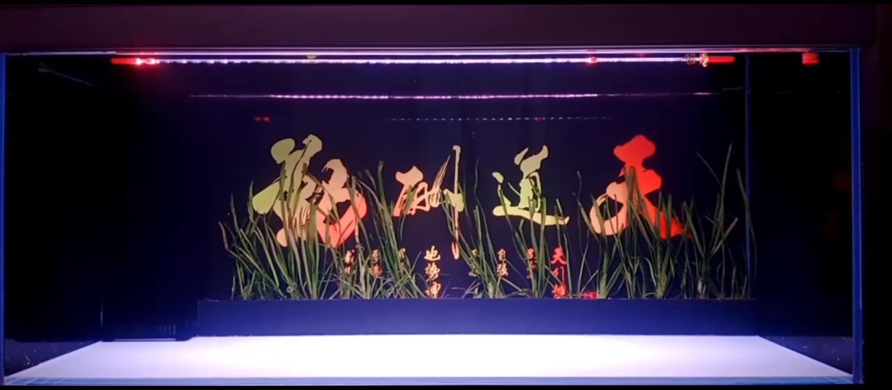 養什么合適 養什么合適 龍魚論壇