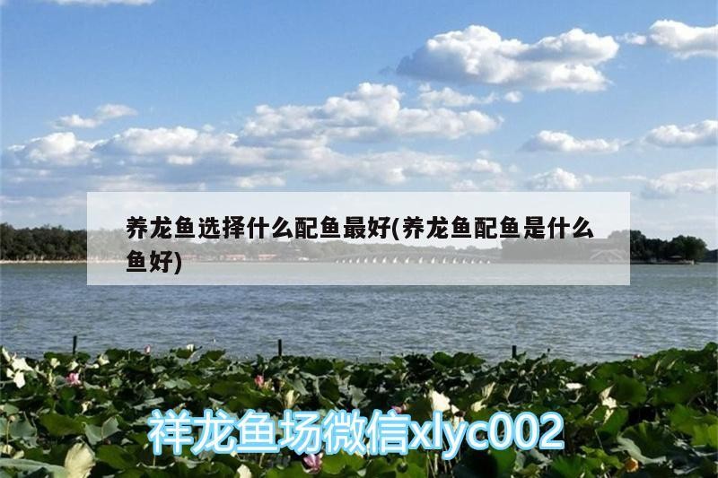 養龍魚選擇什么配魚最好(養龍魚配魚是什么魚好)