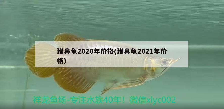 豬鼻龜2020年價格(豬鼻龜2021年價格)