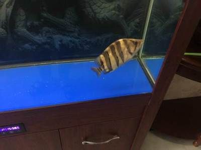 印尼三文虎多少錢:印尼三文虎多少錢一只 虎魚百科 第2張 印尼三文虎多少錢:印尼三文虎多少錢一只 印尼三文虎多少錢:印尼三文虎多少錢一只 虎魚百科 第2張