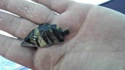 印尼三文虎多少錢：印尼三文虎多少錢一只 印尼三文虎多少錢：印尼三文虎多少錢一只 虎魚百科 第3張