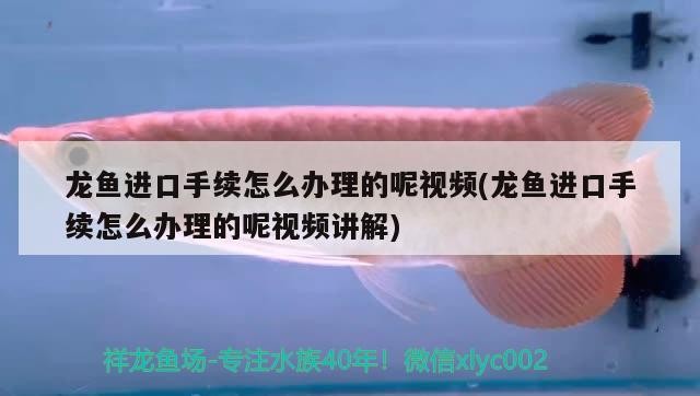 成都龍魚鋼結構有限公司電話號碼（成都龍魚祥龍魚場）