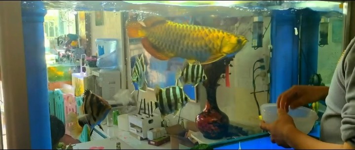 7年249天 7年249天 龍魚論壇