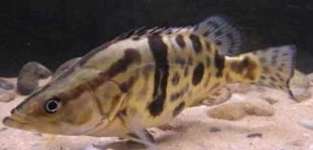 虎魚不敢吃食怎么辦：\"虎魚不敢吃食怎么辦\"虎魚不敢吃食怎么辦