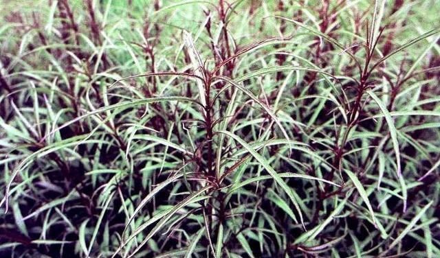 草可以放魚缸里嗎：水草在魚缸中的作用