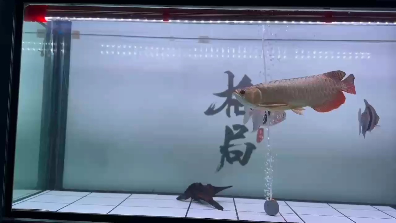 魚缸過濾器選購指南:自制魚缸過濾器魚缸上置過濾器對于養魚愛好者的必備知識 玩 龍魚論壇 玩 玩 龍魚論壇