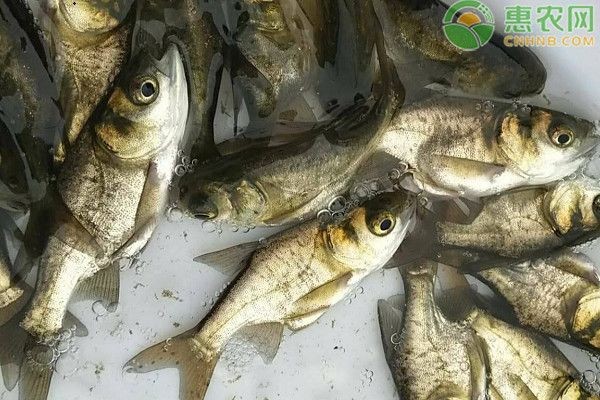 如何預(yù)防黑帝王魟魚的常見(jiàn)疾病，預(yù)防黑帝王魟魚的常見(jiàn)疾病的方法 如何預(yù)防黑帝王魟魚的常見(jiàn)疾病，預(yù)防黑帝王魟魚的常見(jiàn)疾病的方法 魟魚百科 第3張