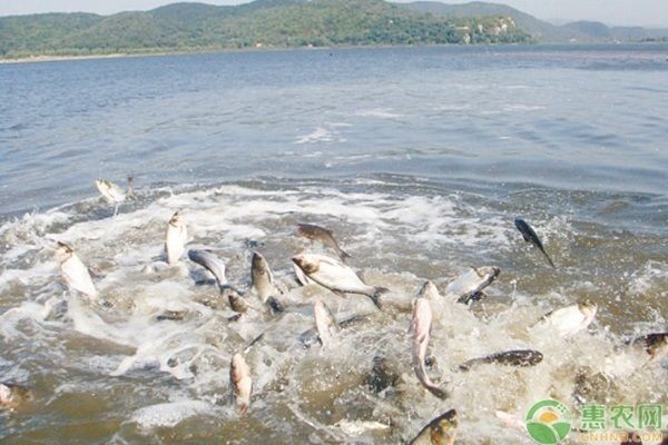 如何預(yù)防黑帝王魟魚的常見(jiàn)疾病，預(yù)防黑帝王魟魚的常見(jiàn)疾病的方法 如何預(yù)防黑帝王魟魚的常見(jiàn)疾病，預(yù)防黑帝王魟魚的常見(jiàn)疾病的方法 魟魚百科 第5張