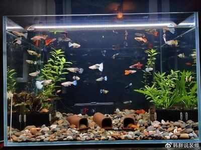 大魚缸清理底面夠不到魚怎么回事：如何清理大魚缸底部夠不到魚？