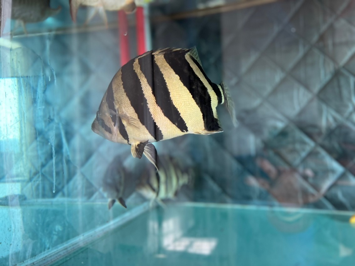 虎魚長大了 龍魚論壇 第1張 虎魚長大了 虎魚長大了 龍魚論壇 第1張