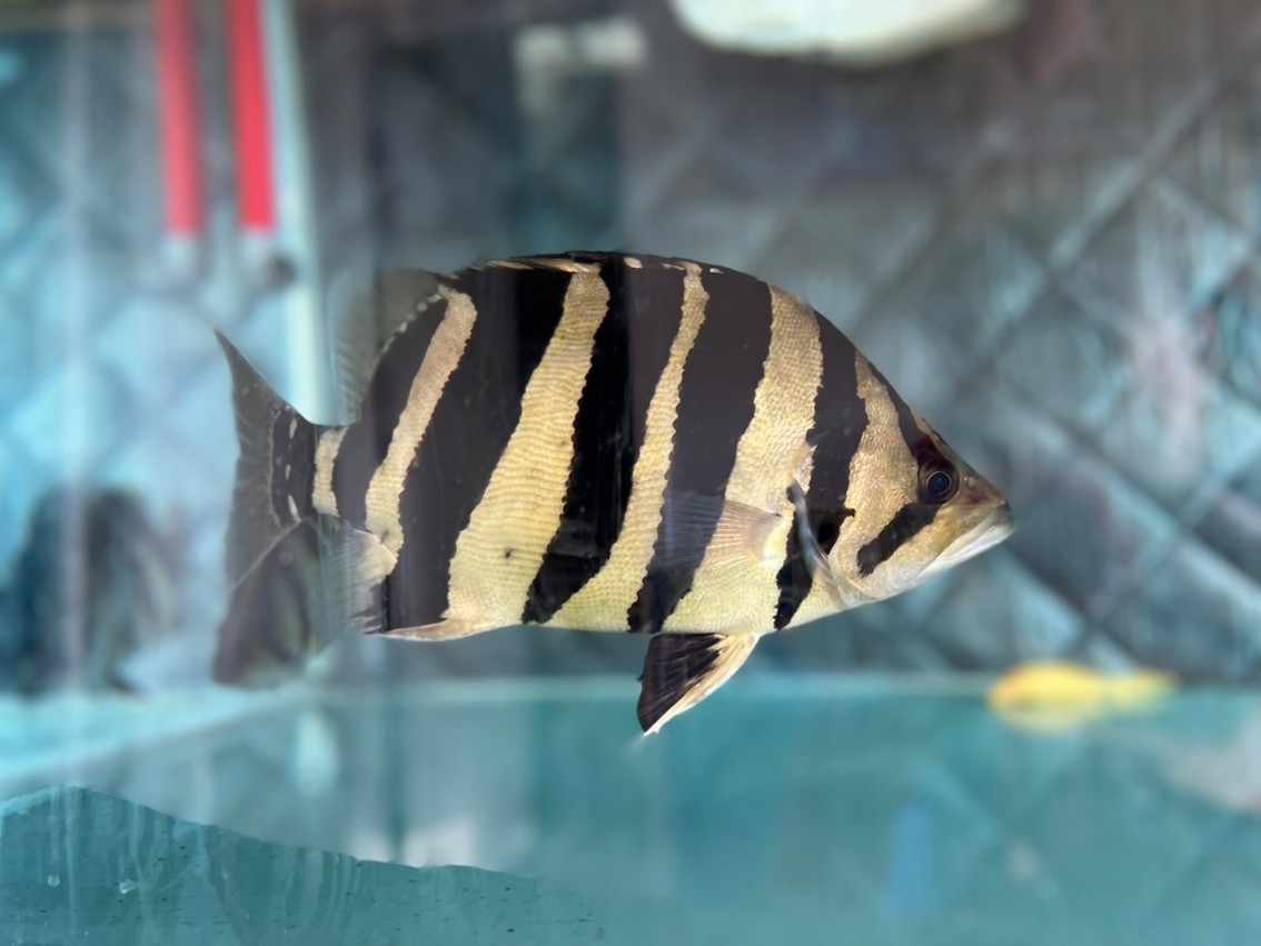虎魚長大了 龍魚論壇 第2張 虎魚長大了 虎魚長大了 龍魚論壇 第2張