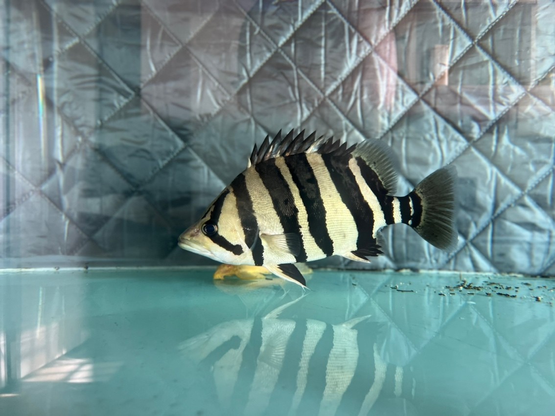 虎魚長大了 龍魚論壇 第3張 虎魚長大了 虎魚長大了 龍魚論壇 第3張
