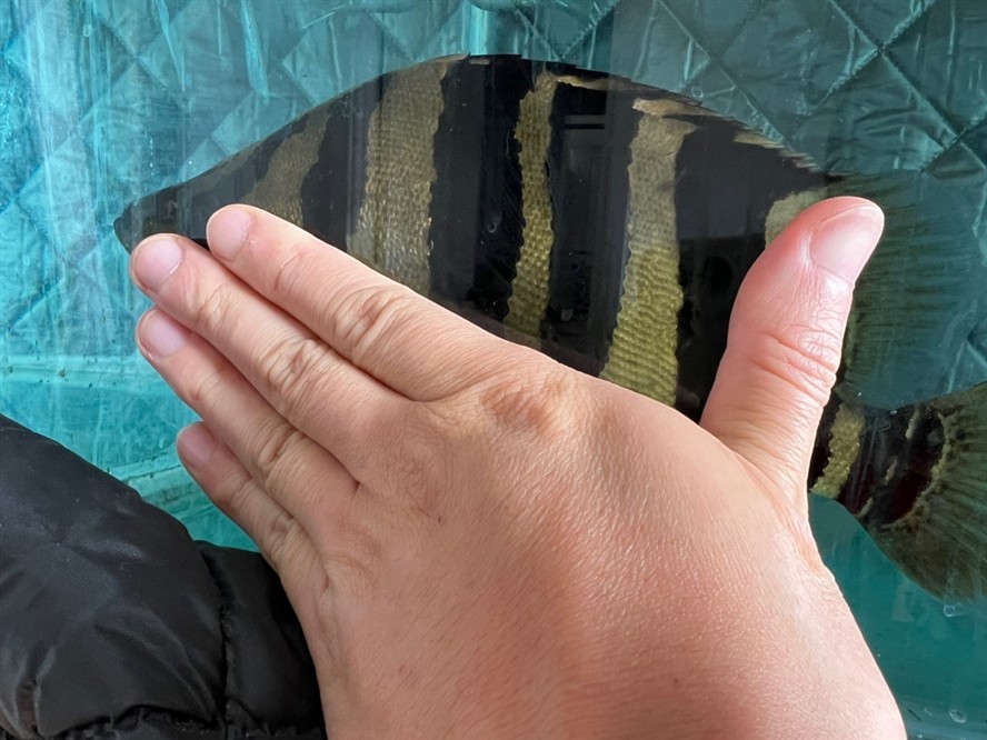 虎魚長大了 龍魚論壇 第4張 虎魚長大了 虎魚長大了 龍魚論壇 第4張
