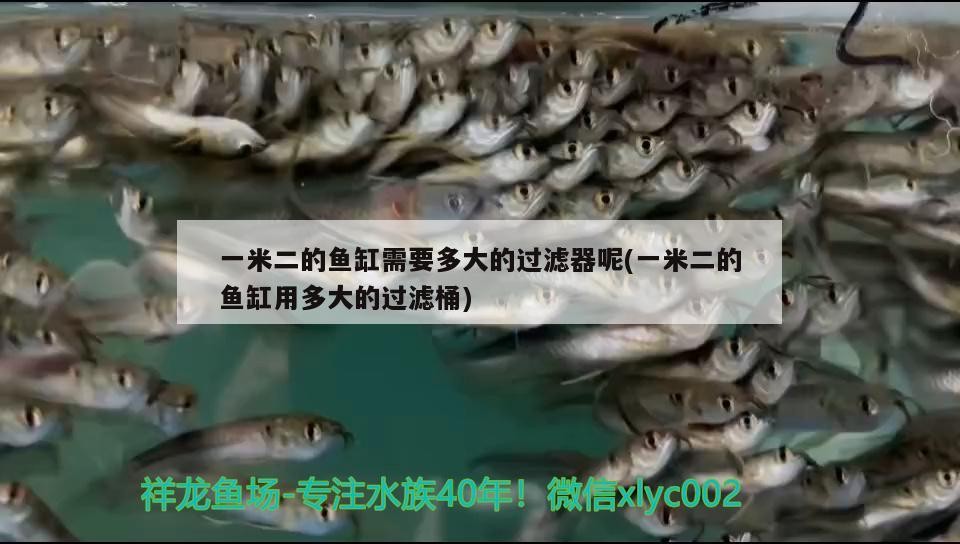 一米二的魚缸需要多大的過濾器呢(一米二的魚缸用多大的過濾桶) 一米二的魚缸需要多大的過濾器呢(一米二的魚缸用多大的過濾桶) 森森魚缸