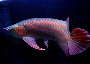 深海紅龍魚價格表