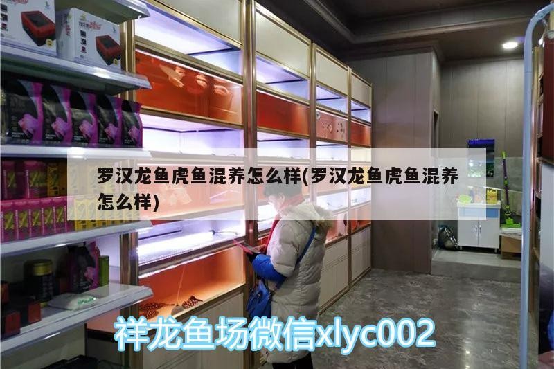 羅漢龍魚虎魚混養(yǎng)怎么樣(羅漢龍魚虎魚混養(yǎng)怎么樣)