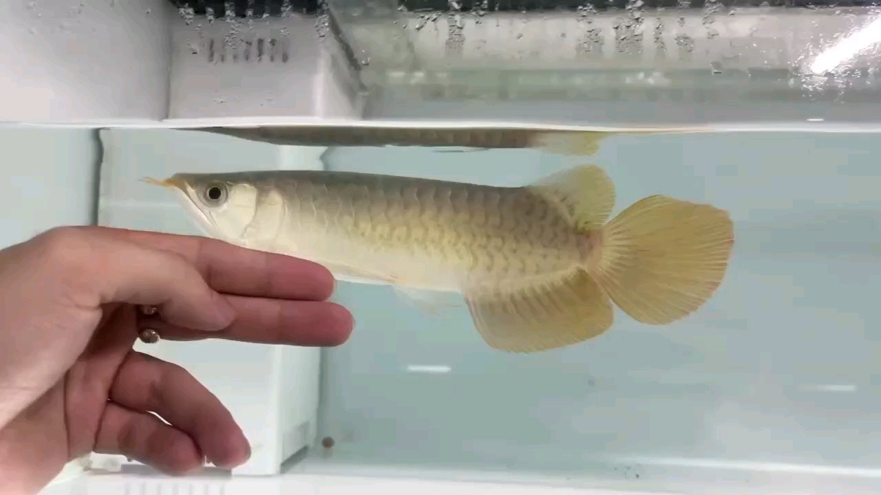 阿波羅系列大湖紅龍魚 阿波羅系列大湖紅龍魚 龍魚論壇