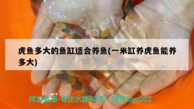虎魚多大的魚缸適合養魚(一米缸養虎魚能養多大)