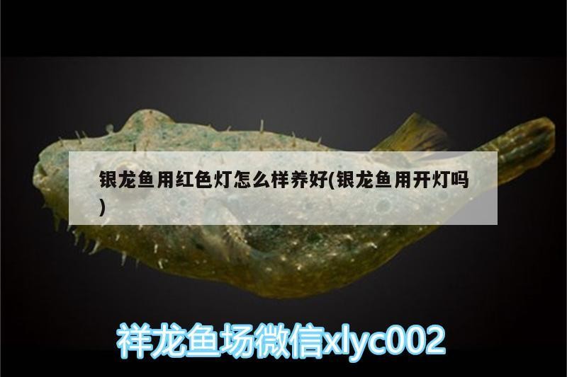 銀龍魚用紅色燈怎么樣養好(銀龍魚用開燈嗎) 銀龍魚用紅色燈怎么樣養好(銀龍魚用開燈嗎) 銀龍魚百科