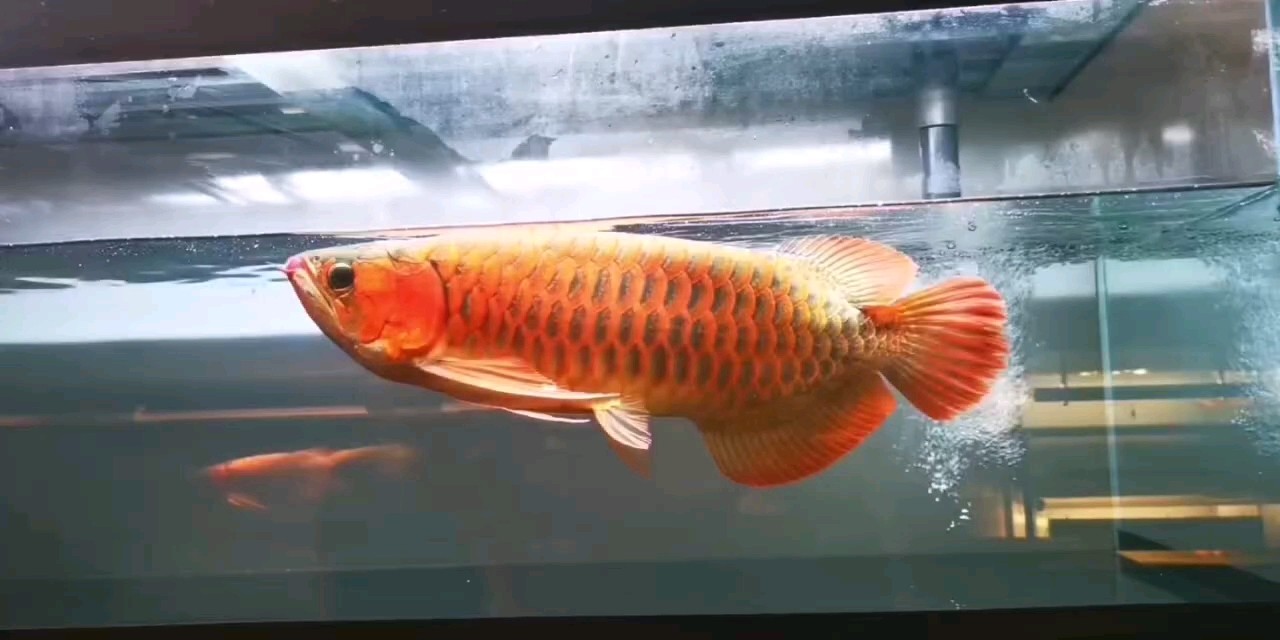 烈焰緋紅