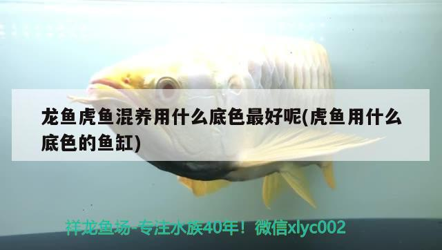 龍魚虎魚混養用什么底色最好呢(虎魚用什么底色的魚缸)