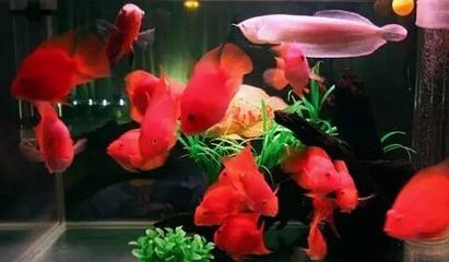養(yǎng)紅龍魚(yú)有什么寓意：養(yǎng)紅龍魚(yú)在風(fēng)水學(xué)中具有招運(yùn)進(jìn)寶的寓意和象征意義