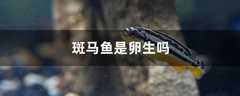 斑馬魚是卵生嗎 斑馬魚是卵生嗎 魟魚百科