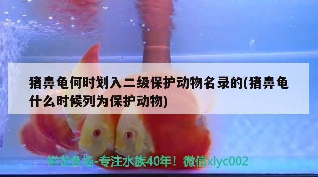 豬鼻龜何時劃入二級保護動物名錄的(豬鼻龜什么時候列為保護動物) 豬鼻龜何時劃入二級保護動物名錄的(豬鼻龜什么時候列為保護動物) 豬鼻龜百科