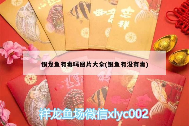 銀龍魚有毒嗎圖片大全(銀魚有沒有毒) 銀龍魚有毒嗎圖片大全(銀魚有沒有毒) 銀龍魚百科