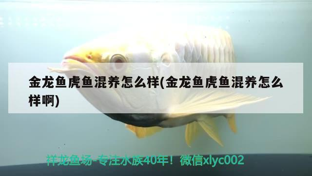 金龍魚虎魚混養怎么樣(金龍魚虎魚混養怎么樣啊) 金龍魚虎魚混養怎么樣(金龍魚虎魚混養怎么樣啊) 虎魚百科