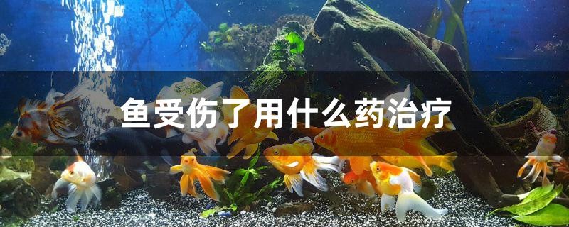 魚受傷了用什么藥治療
