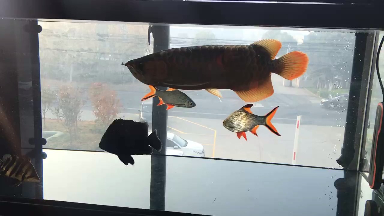 鳥兒??早起吃蟲子?? 鳥兒??早起吃蟲子?? 龍魚論壇