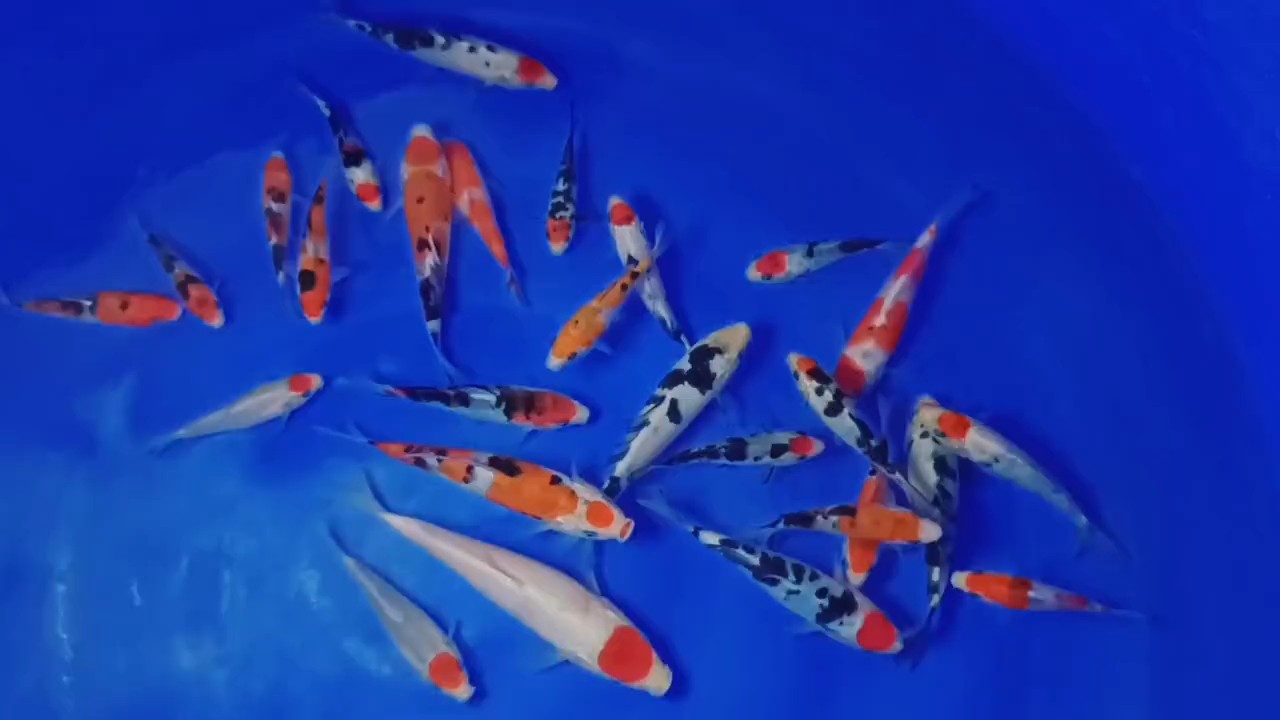 漂亮嘛