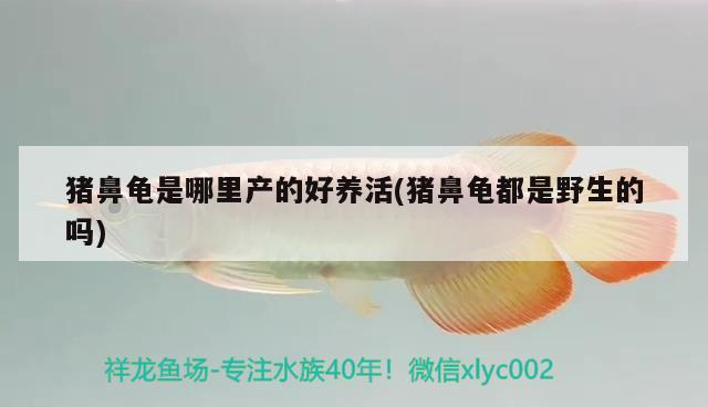 豬鼻龜是哪里產的好養活(豬鼻龜都是野生的嗎)