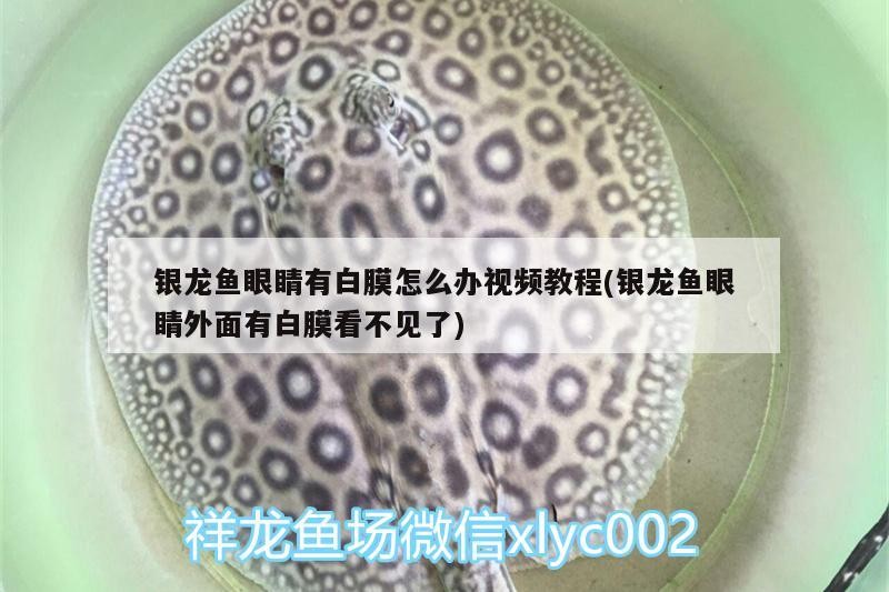 銀龍魚眼睛有白膜怎么辦視頻教程(銀龍魚眼睛外面有白膜看不見了)