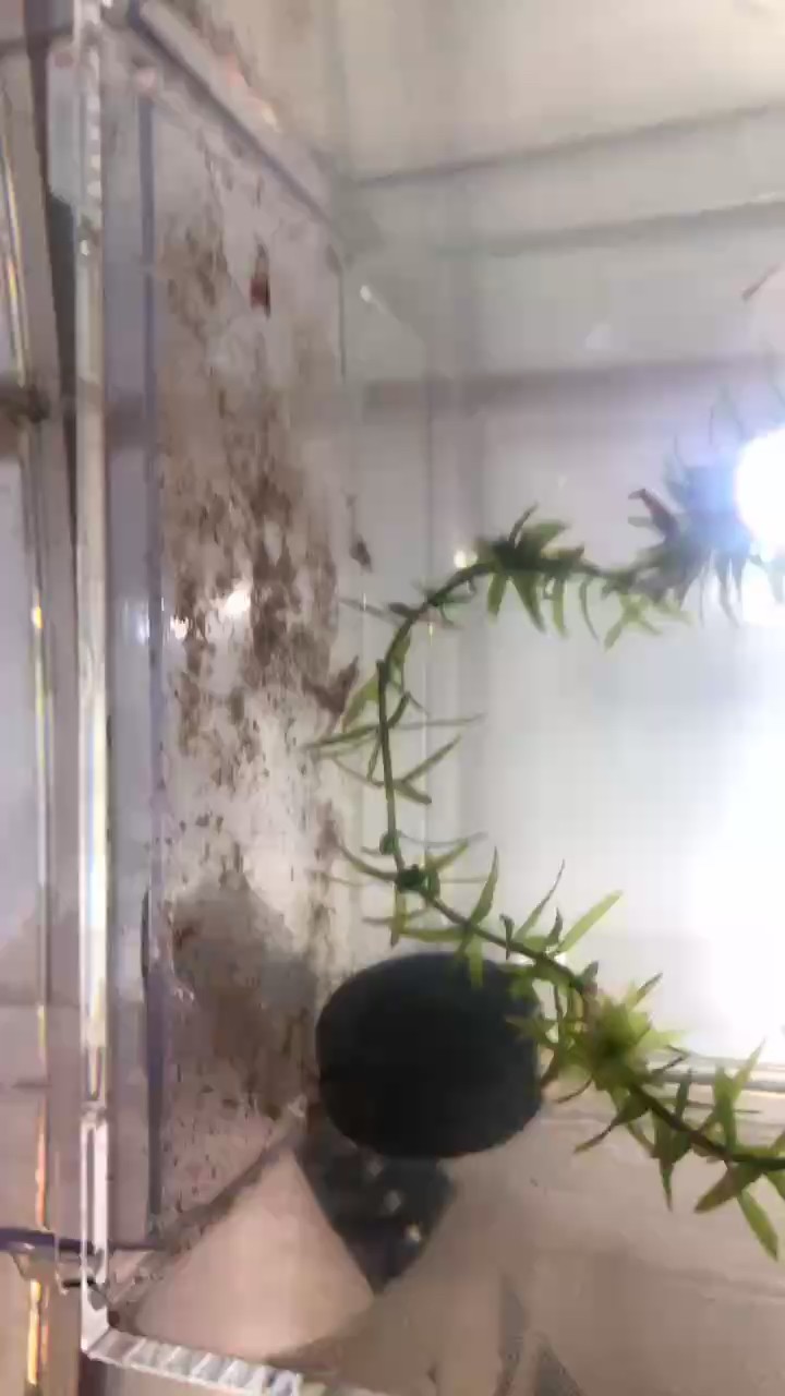 我這蝦天天死 我這蝦天天死 龍魚論壇