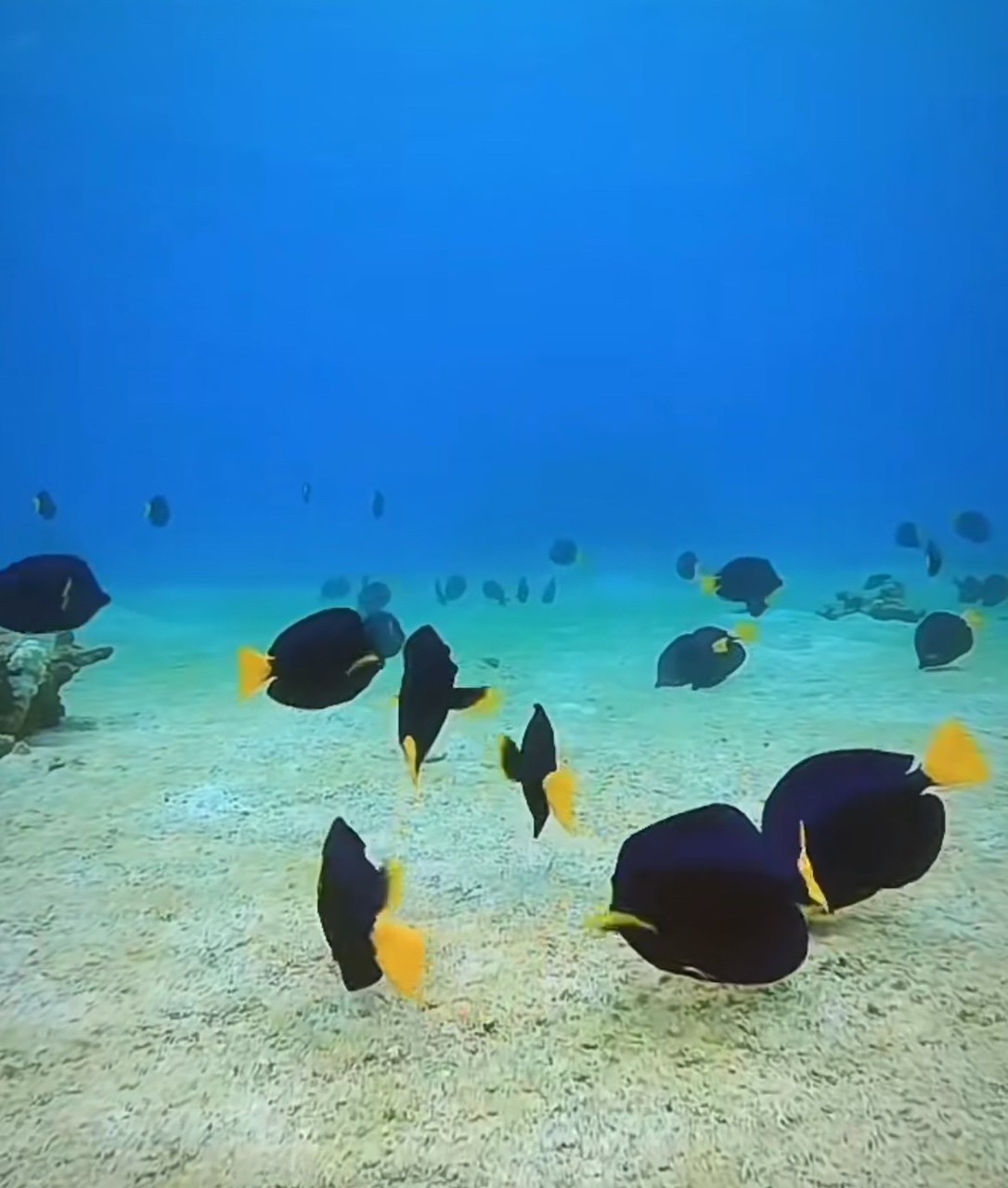 新魚到貨
